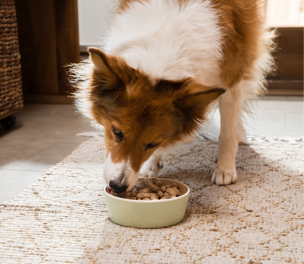 Chicken & Salmon Freeze Dried Raw Morsels for Puppies